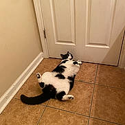 James joined the competition — help win amazing prizes! baseboard, beige_wall, belly_up, black_and_white_cat, cat, cute, door, floor_tile, fur, hallway, home_interior, indoor, lying_on_back, paws, pet, relaxed, tail, tile_floor, tuxedo_cat, white_door