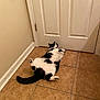 baseboard, beige_wall, belly_up, black_and_white_cat, cat, cute, door, floor_tile, fur, hallway, home_interior, indoor, lying_on_back, paws, pet, relaxed, tail, tile_floor, tuxedo_cat, white_door