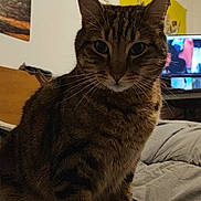 Ragnar a rejoint le concours — aidez-le/la à gagner de superbes lots ! cat, tabby, indoor, bed, blanket, furniture, wall_art, painting, computer_screen, room, pet, animal, whiskers, ears, fur, looking, sitting, cozy, home, domestic