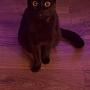 Rory joined the competition — help win amazing prizes! cat, black_cat, wooden_floor, pet, animal, indoor, curious, wide_eyes, purple_light, feline, sitting, tongue_out, cute, domestic_cat, mammal, whiskers, ears, tail, flooring, household