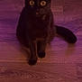cat, black_cat, wooden_floor, pet, animal, indoor, curious, wide_eyes, purple_light, feline, sitting, tongue_out, cute, domestic_cat, mammal, whiskers, ears, tail, flooring, household