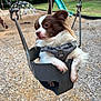animal, brown_and_white, curious, cute, daylight, dog, grass, harness, leisure, metal_chain, outdoor, park, pet, play_equipment, playground, seat, slide, small_dog, swing, wood_chips