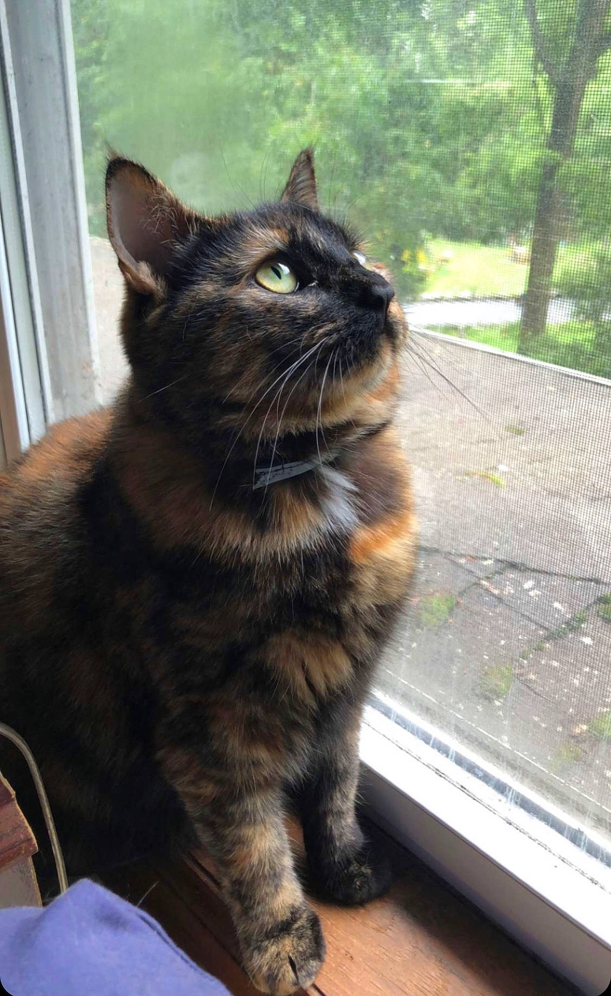 Kenobi is registered to the contest to win money with this photo: black_cat, carnivore, cat, claw, domestic_short_haired_cat, felidae, fur, grass, houseplant, paw, plant, sitting, small_to_medium_sized_cats, snout, tail, terrestrial_animal, tree, whiskers, window, windshield