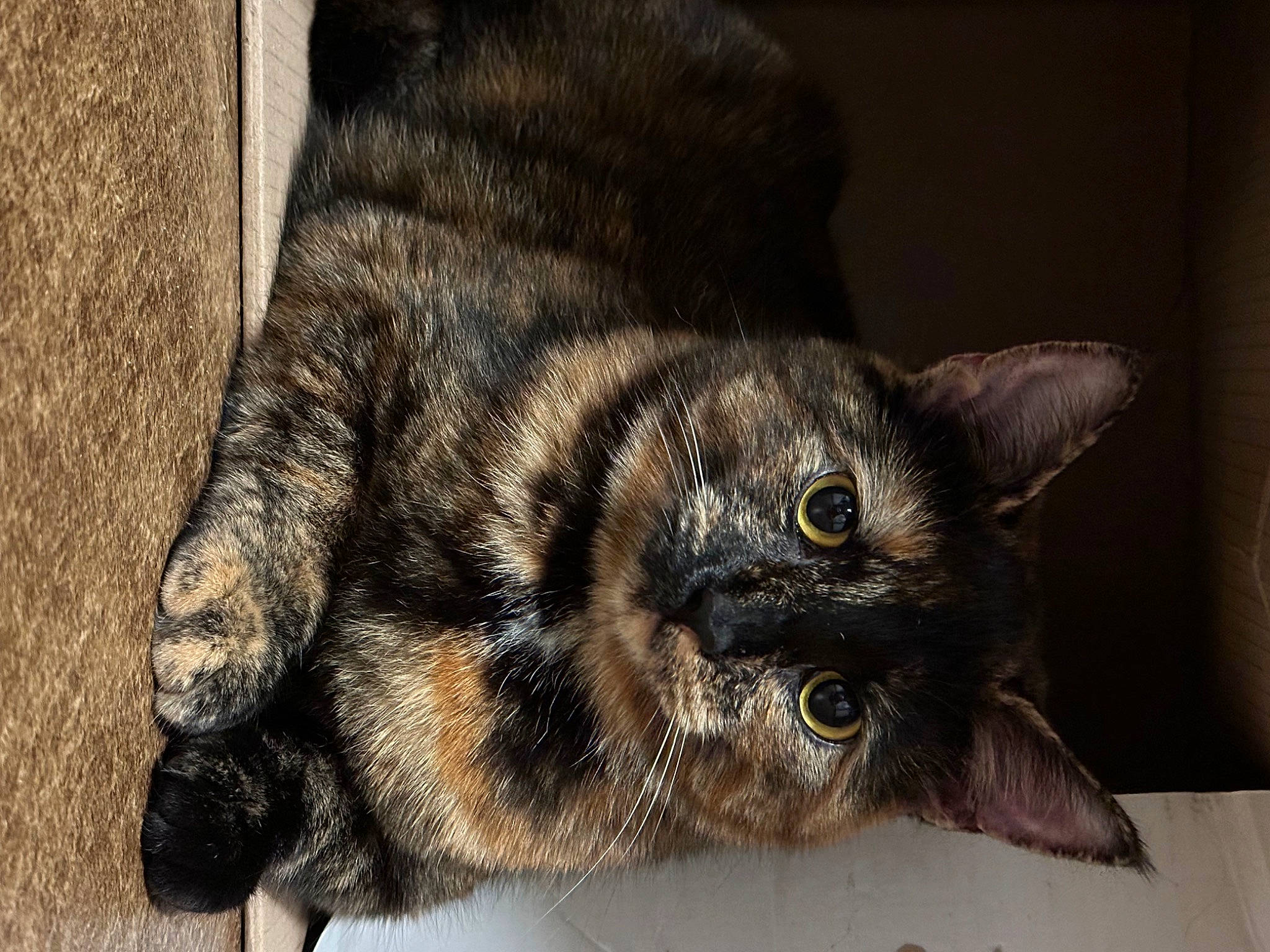 Kenobi is registered to the contest to win money with this photo: black_cat, carnivore, cat, claw, domestic_short_haired_cat, ear, eye, felidae, flooring, fur, paw, small_to_medium_sized_cats, snout, tail, terrestrial_animal, whiskers, wildlife