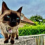 Sky a rejoint le concours — aidez-le/la à gagner de superbes lots ! cat, siamese_cat, blue_eyes, whiskers, collar, pet_tag, outdoor, stone_surface, fence, greenery, house, cloudy_sky, close_up, animal, mammal, whiskers_visible, focused, portrait, curious, domestic_cat