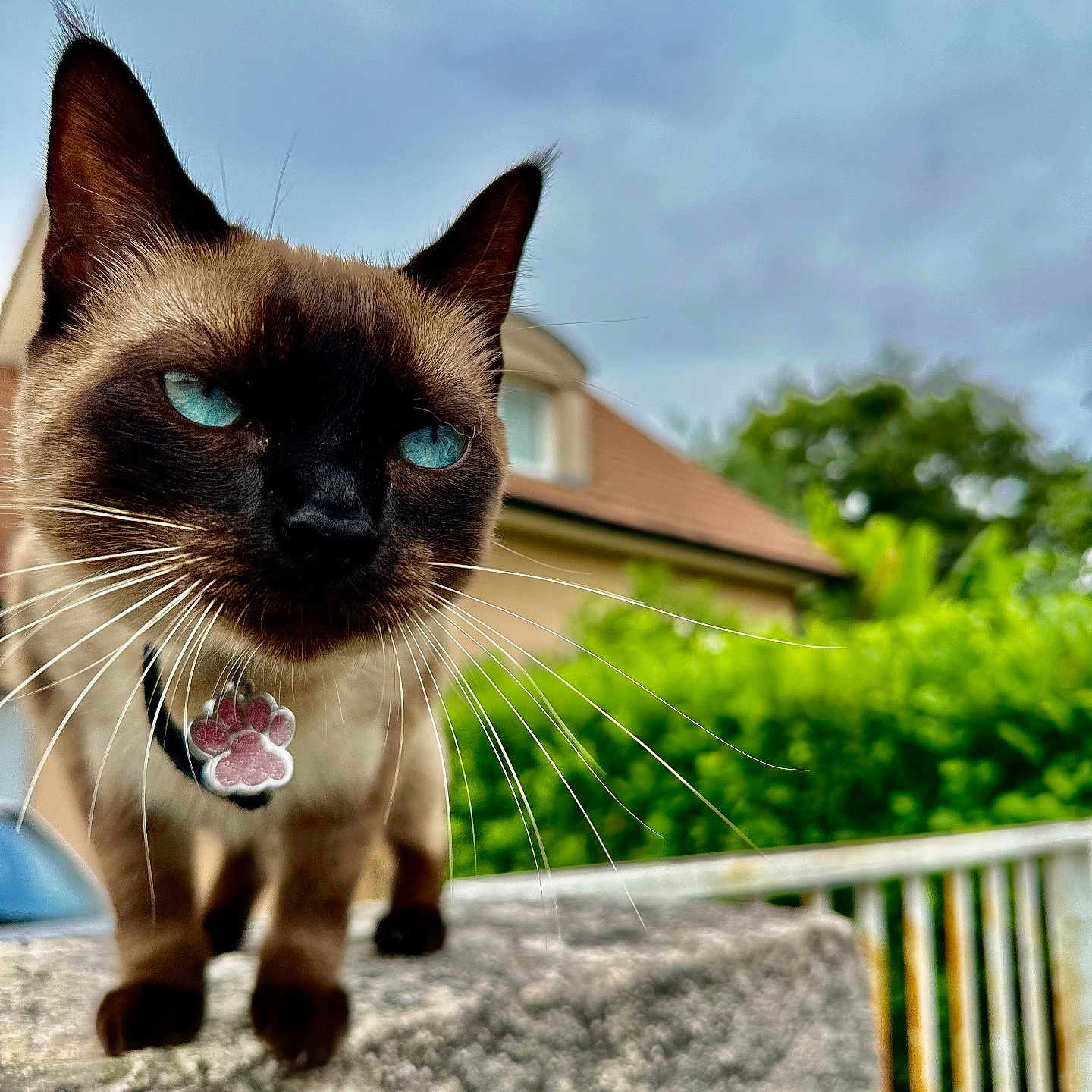 Sky a rejoint le concours — aidez-le/la à gagner de superbes lots ! animal, blue_eyes, cat, close_up, cloudy_sky, collar, curious, domestic_cat, fence, focused, greenery, house, mammal, outdoor, pet_tag, portrait, siamese_cat, stone_surface, whiskers, whiskers_visible