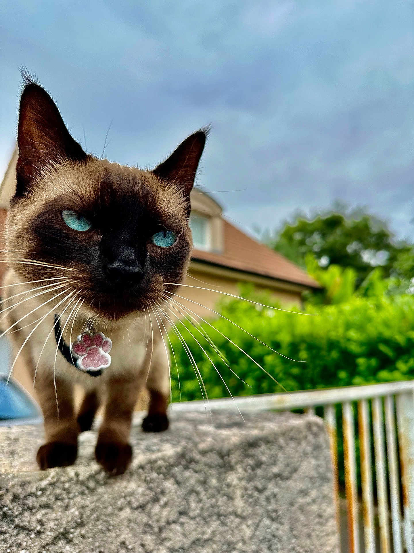 Sky a rejoint le concours — aidez-le/la à gagner de superbes lots ! cat, siamese_cat, blue_eyes, whiskers, collar, pet_tag, outdoor, stone_surface, fence, greenery, house, cloudy_sky, close_up, animal, mammal, whiskers_visible, focused, portrait, curious, domestic_cat