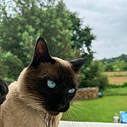 Sky participe au concours pour gagner de l'argent avec cette photo : cat, siamese_cat, animal, pet, blue_eyes, close_up, portrait, outdoor, nature, greenery, fur, whiskers, face, ears, curious, domestic_cat, background_blur, overcast_sky, garden, collar