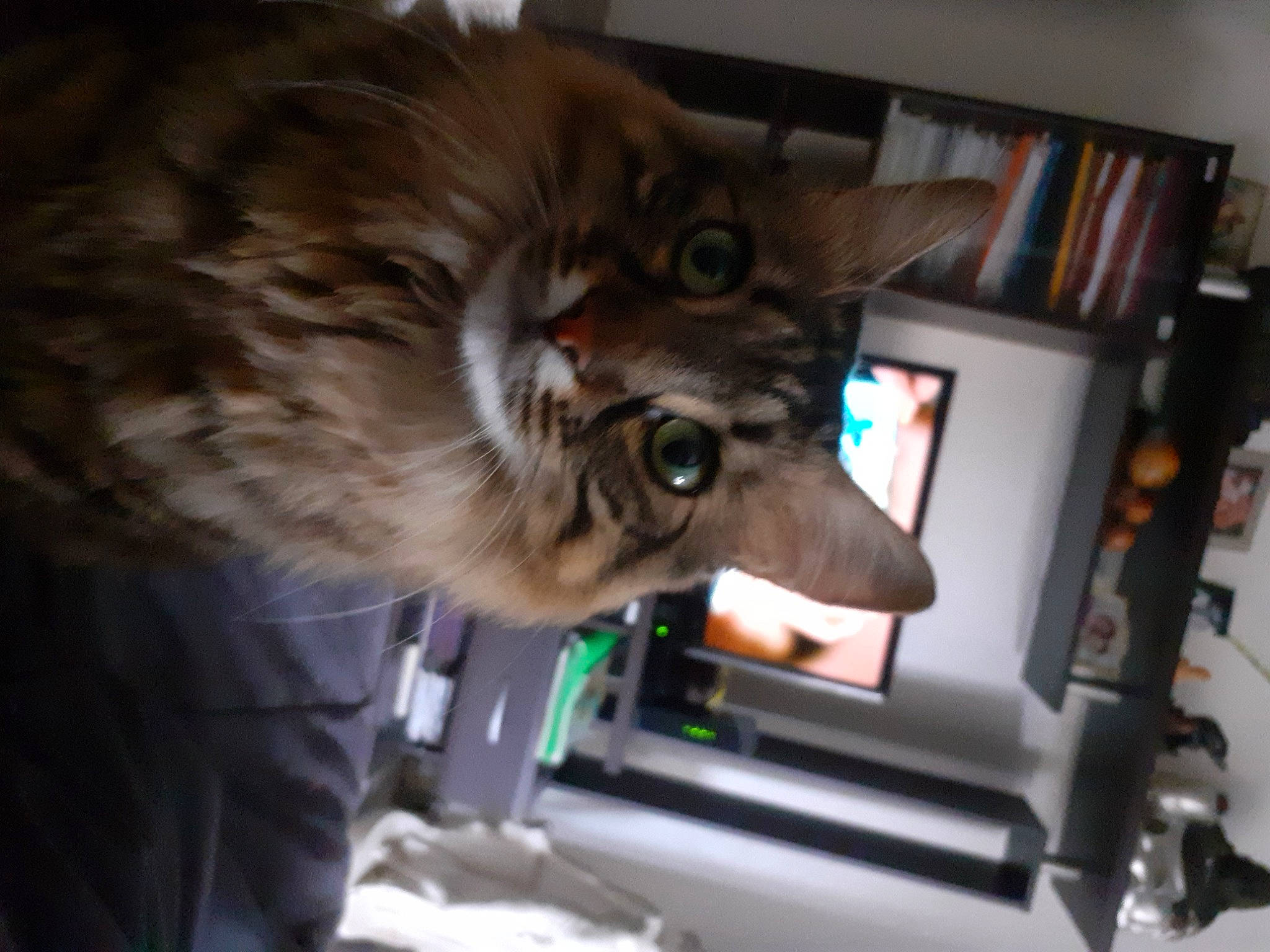 Olivia a rejoint le concours — aidez-le/la à gagner de superbes lots ! bookcase, carnivore, cat, companion_dog, digital_video_recorder, domestic_short_haired_cat, felidae, fur, machine, photo_caption, room, service, shelf, shelving, small_to_medium_sized_cats, snout, tail, terrestrial_animal, whiskers