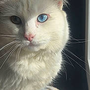 Sophie is registered to the contest to win money with this photo: cat, white_cat, heterochromia, blue_eye, green_eye, fluffy, close_up, whiskers, pink_nose, sunlight, window_light, indoor, pet, feline, animal, cute, portrait, sitting, soft_fur, cozy