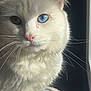 cat, white_cat, heterochromia, blue_eye, green_eye, fluffy, close_up, whiskers, pink_nose, sunlight, window_light, indoor, pet, feline, animal, cute, portrait, sitting, soft_fur, cozy