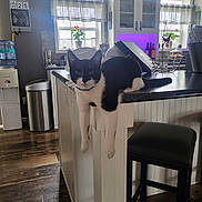 Ace is registered to the contest to win money with this photo: cat, black_and_white_cat, kitchen, counter, window, flower_pot, stool, flooring, water_dispenser, trash_can, cabinet, natural_light, purple_lighting, plant, indoor, furniture, relaxed, pet, animal, home