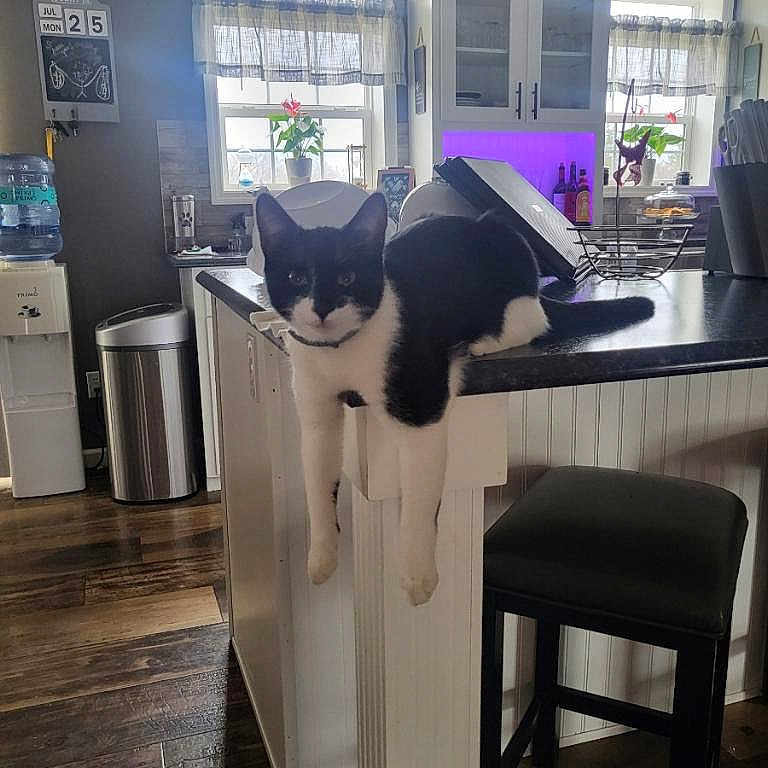 Ace is registered to the contest to win money with this photo: animal, black_and_white_cat, cabinet, cat, counter, flooring, flower_pot, furniture, home, indoor, kitchen, natural_light, pet, plant, purple_lighting, relaxed, stool, trash_can, water_dispenser, window