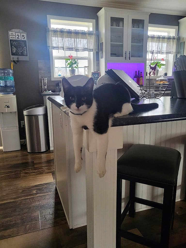 Ace is registered to the contest to win money with this photo: cat, black_and_white_cat, kitchen, counter, window, flower_pot, stool, flooring, water_dispenser, trash_can, cabinet, natural_light, purple_lighting, plant, indoor, furniture, relaxed, pet, animal, home
