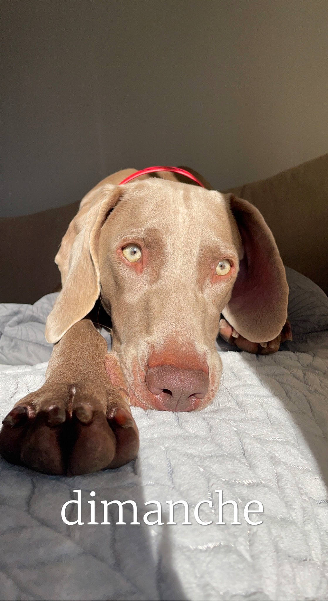 Ruby a rejoint le concours — aidez-le/la à gagner de superbes lots ! canidae, carnivore, comfort, companion_dog, dog, dog_breed, dog_supply, ear, fawn, fur, gun_dog, liver, pet_supply, pointing_breed, snout, sporting_group, whiskers, wood, working_animal, wrinkle