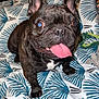 dog, french_bulldog, pet, tongue_out, bed, comforter, leaf_pattern, indoor, black_brown_coat, happy, animal, mammal, ears_up, small_dog, cute, domestic_animal, playful, tongue, fur, canine