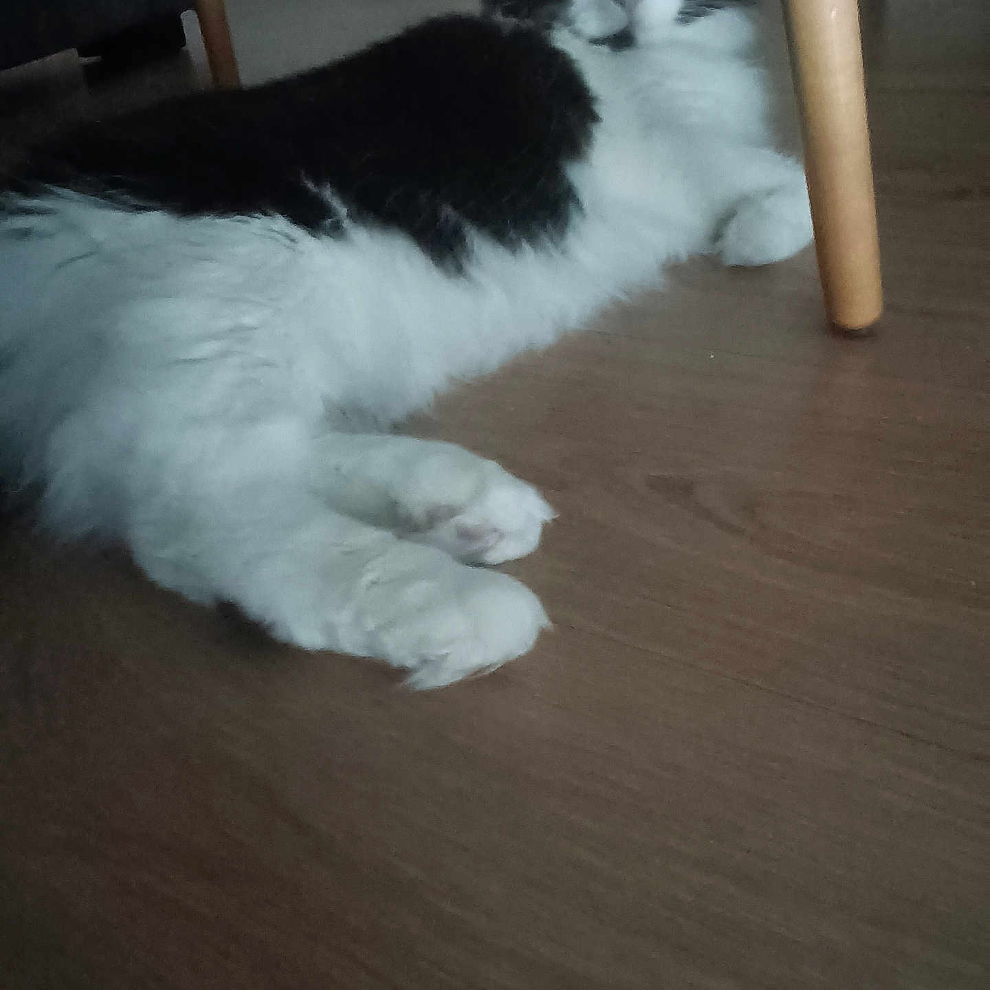 Moka a rejoint le concours — aidez-le/la à gagner de superbes lots ! animal, black_and_white, cat, chair_leg, cozy, domestic_cat, feline, floor, fluffy, fur, home, indoor, lying_down, paws, pet, quiet, relaxed, resting, whiskers, wooden_floor