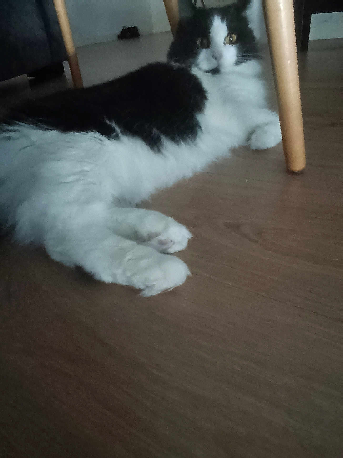 Moka a rejoint le concours — aidez-le/la à gagner de superbes lots ! cat, black_and_white, fluffy, floor, wooden_floor, chair_leg, indoor, pet, animal, relaxed, lying_down, fur, whiskers, paws, domestic_cat, quiet, home, resting, feline, cozy