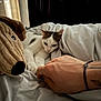 cat, bed, blanket, hand, tattoo, plush_toy, stuffed_animal, indoor, relaxing, white_cat, brown_spots, soft_lighting, curtains, resting, cozy, furniture, human_hand, animal, pet, comfort