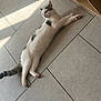 cat, white_cat, gray_spots, lying_down, floor, tile_floor, indoor, wooden_furniture, natural_light, relaxed, pet, animal, domestic_cat, paws, tail, ears, whiskers, curious, calm, resting