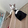 cat, curious, shelf, wooden, indoor, pet, animal, white, gray, black_cloth, paws, looking_down, furniture, home, domestic, cute, kitten, climbing, relaxed, cozy