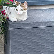 Iris a rejoint le concours — aidez-le/la à gagner de superbes lots ! cat, animal, pet, white_cat, tabby, flowers, pink_flowers, green_leaves, plant, outdoor, gray_box, texture, curious, feline, resting, nature, closeup, portrait, sitting, garden