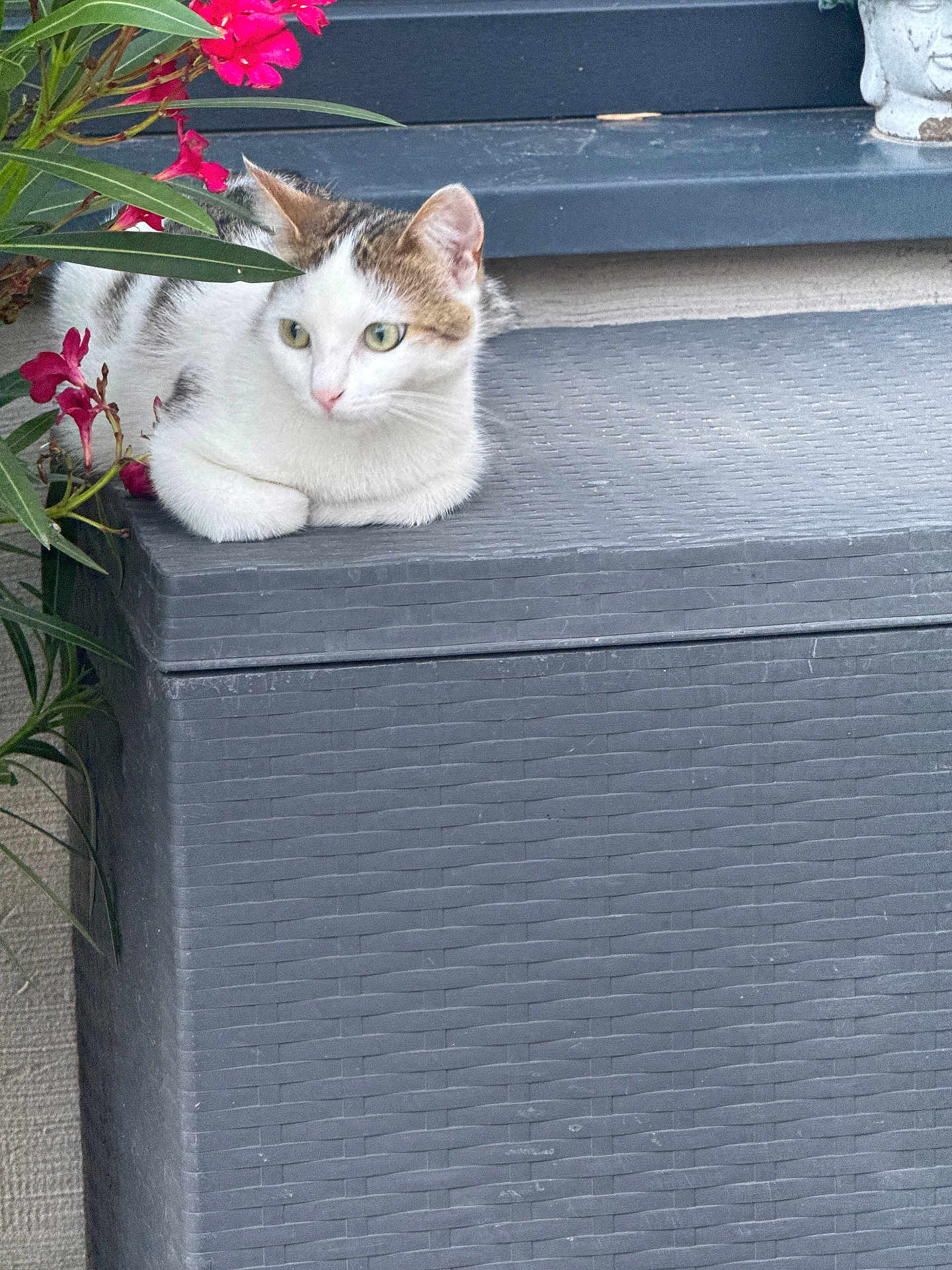 Iris a rejoint le concours — aidez-le/la à gagner de superbes lots ! cat, animal, pet, white_cat, tabby, flowers, pink_flowers, green_leaves, plant, outdoor, gray_box, texture, curious, feline, resting, nature, closeup, portrait, sitting, garden