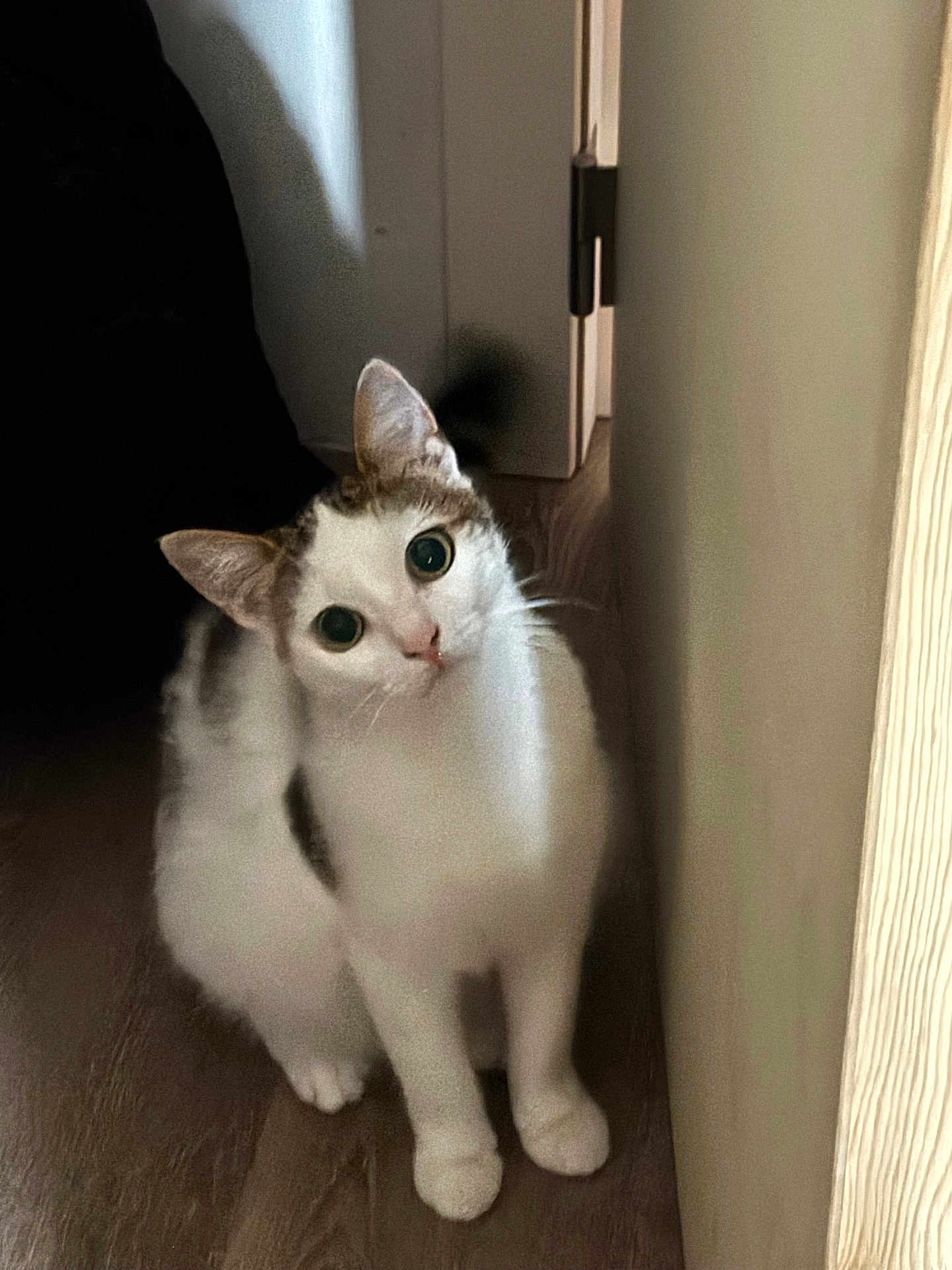 Iris