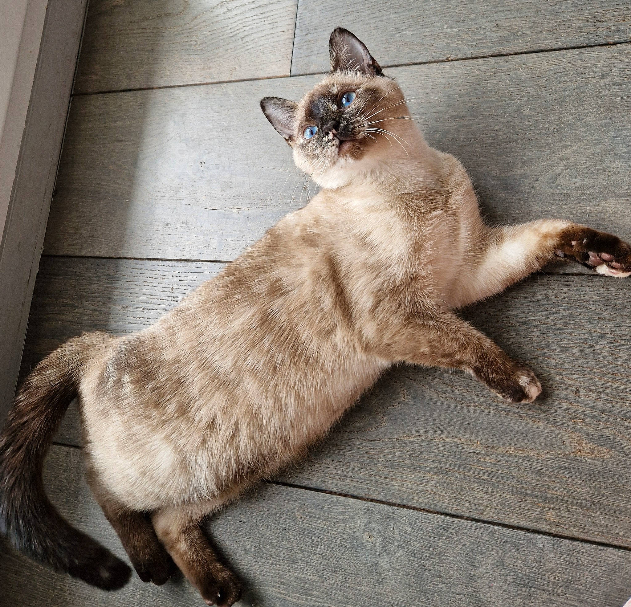 Tagada a rejoint le concours — aidez-le/la à gagner de superbes lots ! carnivore, cat, claw, comfort, domestic_short_haired_cat, fawn, felidae, flooring, foot, fur, human_leg, nap, paw, photo_caption, sitting, small_to_medium_sized_cats, snout, tail, terrestrial_animal, whiskers