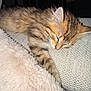 Savane a rejoint le concours — aidez-le/la à gagner de superbes lots ! kitten, sleeping, tabby, feline, pet, cozy, blanket, cushion, indoor, cute, fur, whiskers, relaxing, animal, rest, home, nap, soft, texture, comfort