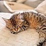 Savane participe au concours pour gagner de l'argent avec cette photo : kitten, cat, sleeping, tabby, fur, pet, cute, cozy, blanket, indoor, animal, resting, paw, whiskers, soft, young, feline, relaxation, nap, closeup