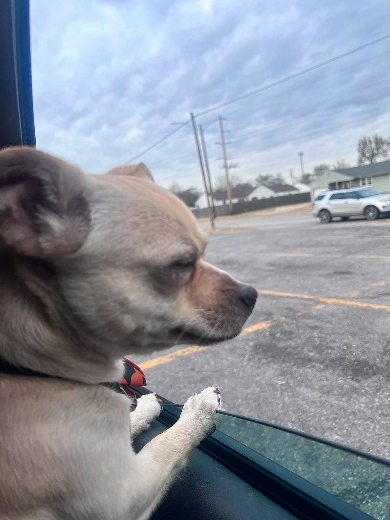 Yoda is registered to the contest to win money with this photo: automotive_exterior, automotive_tire, canidae, car, carnivore, cloud, collar, companion_dog, dog, dog_breed, fawn, hood, sky, snout, sporting_group, tire, vehicle, vehicle_door, wheel, whiskers