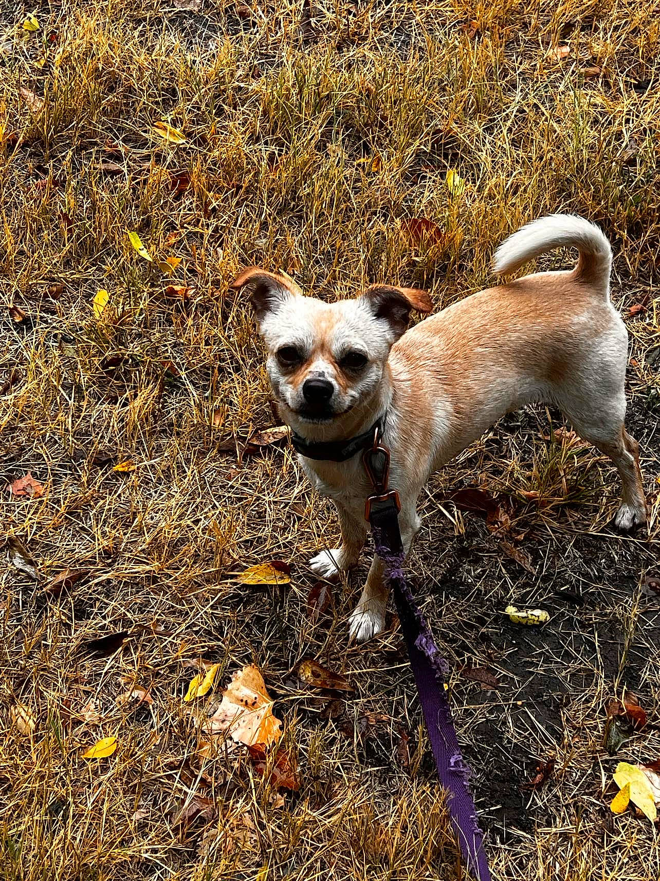 Yoda joined the competition — help win amazing prizes! canidae, carnivore, companion_dog, corgi_chihuahua, dog, dog_breed, eye, fur, grass, plant, snout, soil, sporting_group, tail, terrestrial_animal, whiskers, wildlife, working_animal