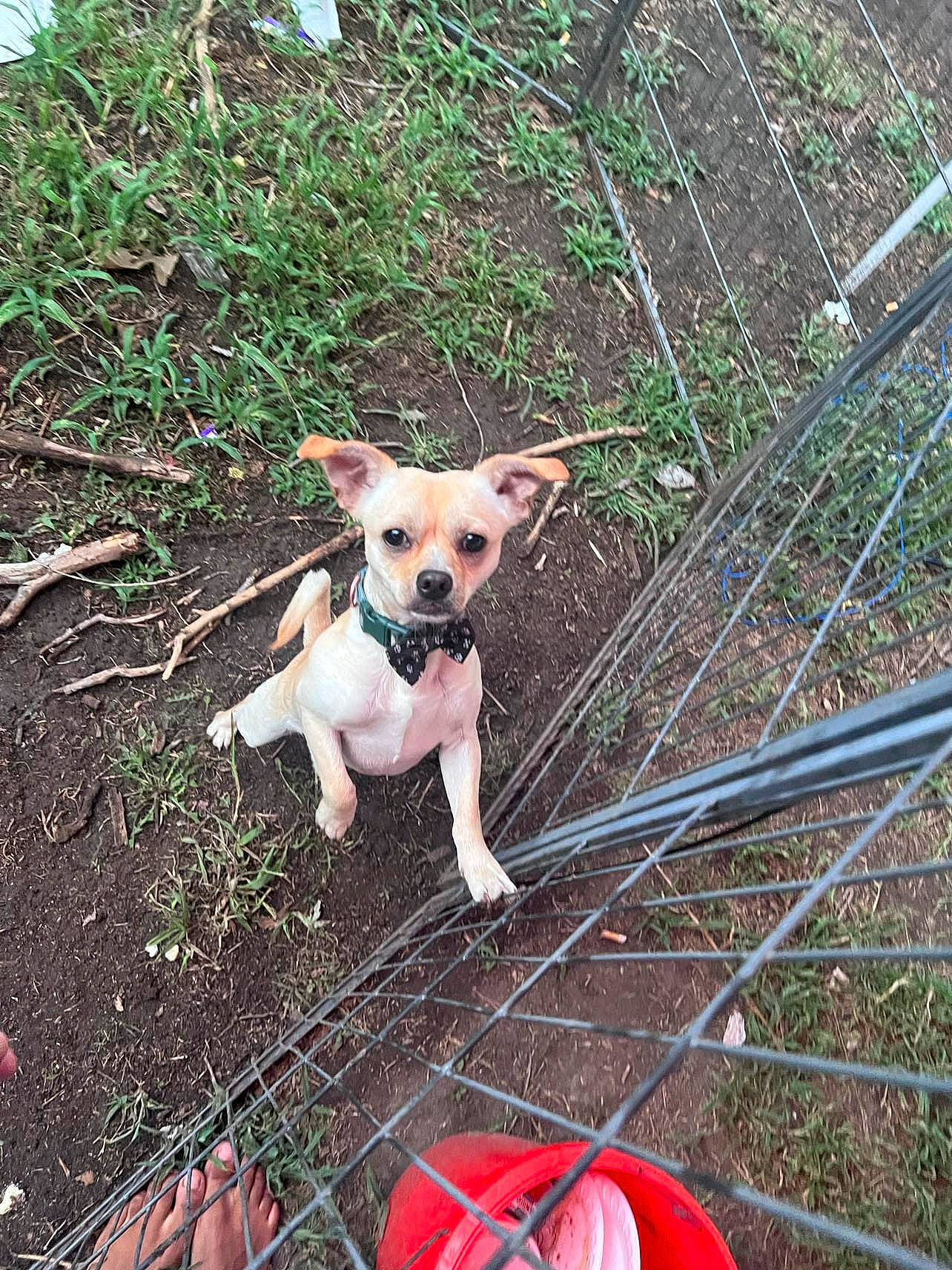 Yoda is registered to the contest to win money with this photo: canidae, carnivore, chihuahua, collar, companion_dog, dog, dog_breed, dog_collar, fawn, fence, grass, leash, plant, snout, soil, sporting_group, tail, toy_dog, wood, working_animal