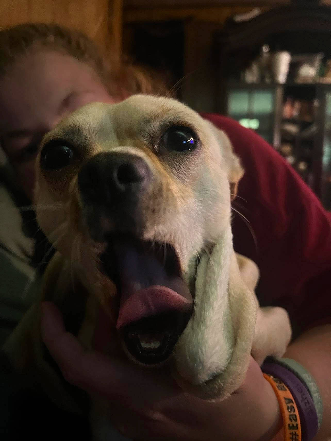 Yoda is registered to the contest to win money with this photo: canidae, carnivore, companion_dog, dog, dog_breed, ear, fawn, fun, fur, happy, jaw, paw, pomeranian, puppy_love, selfie, snout, sporting_group, toy_dog, whiskers, working_animal