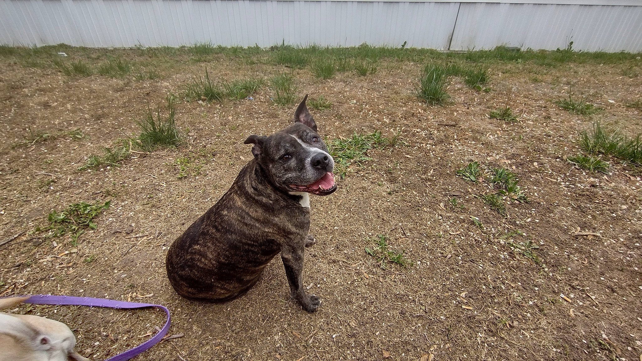 Navi is registered to the contest to win money with this photo: canidae, carnivore, collar, companion_dog, dog, dog_breed, dog_collar, fawn, grass, guard_dog, hunting_dog, leash, non_sporting_group, snout, soil, sporting_group, tail, terrestrial_animal, working_animal, working_dog