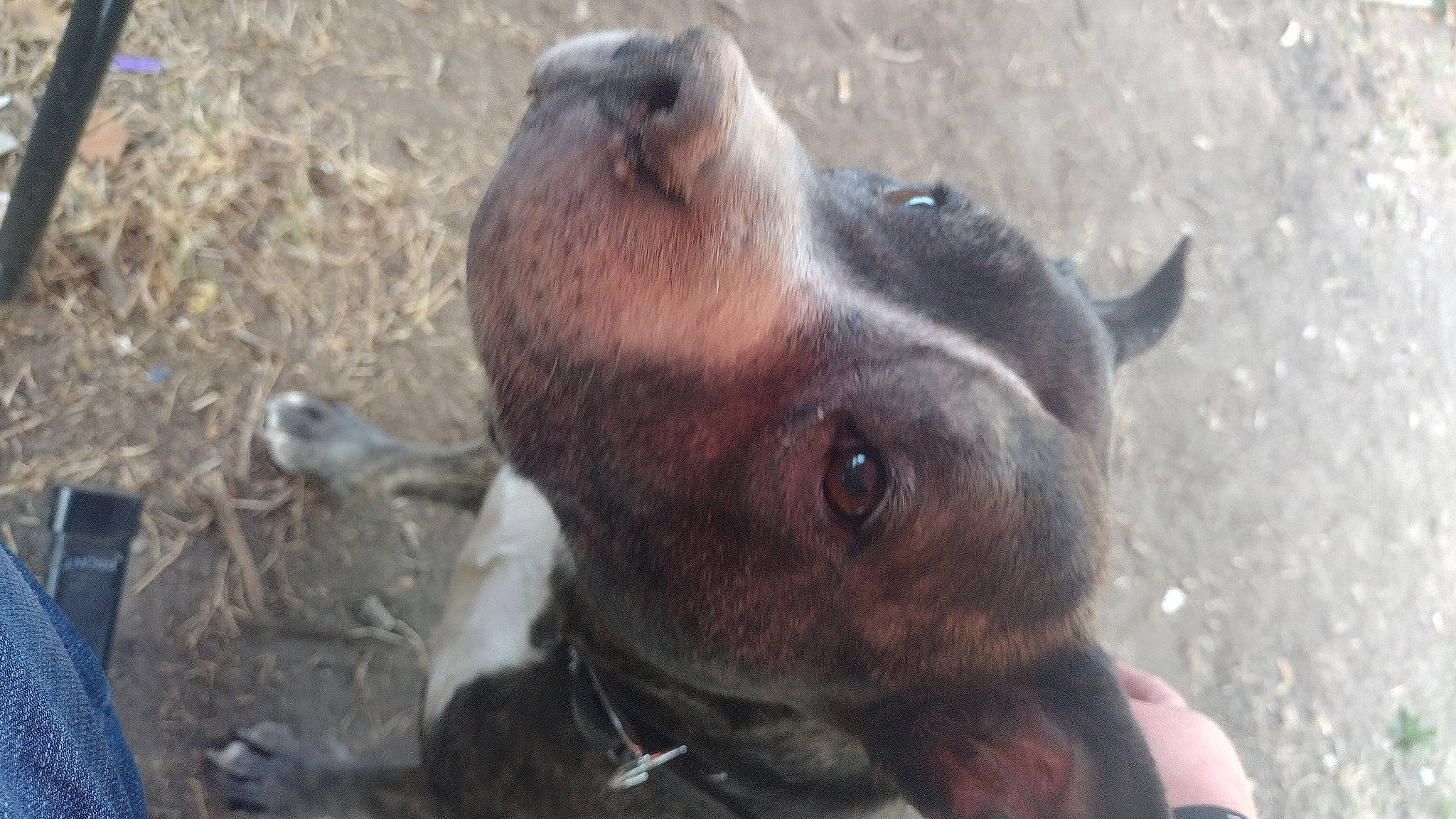 Navi is registered to the contest to win money with this photo: canidae, carnivore, collar, companion_dog, dog, dog_breed, ear, fawn, fur, grass, guard_dog, hunting_dog, liver, non_sporting_group, puppy, sporting_group, terrestrial_animal, whiskers, working_animal, working_dog