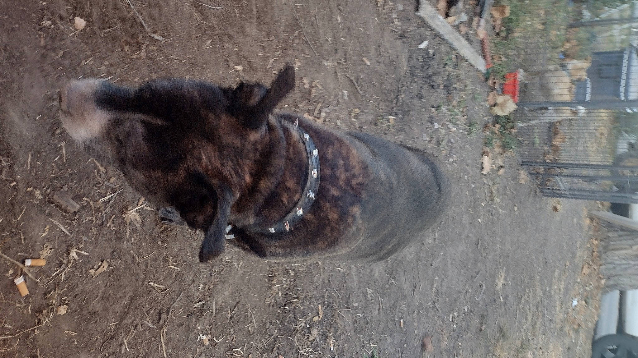 Navi is registered to the contest to win money with this photo: asphalt, canidae, carnivore, collar, concrete, dog, dog_breed, dog_collar, fawn, fur, non_sporting_group, paw, road_surface, snout, soil, sporting_group, tail, tar, terrestrial_animal, working_animal