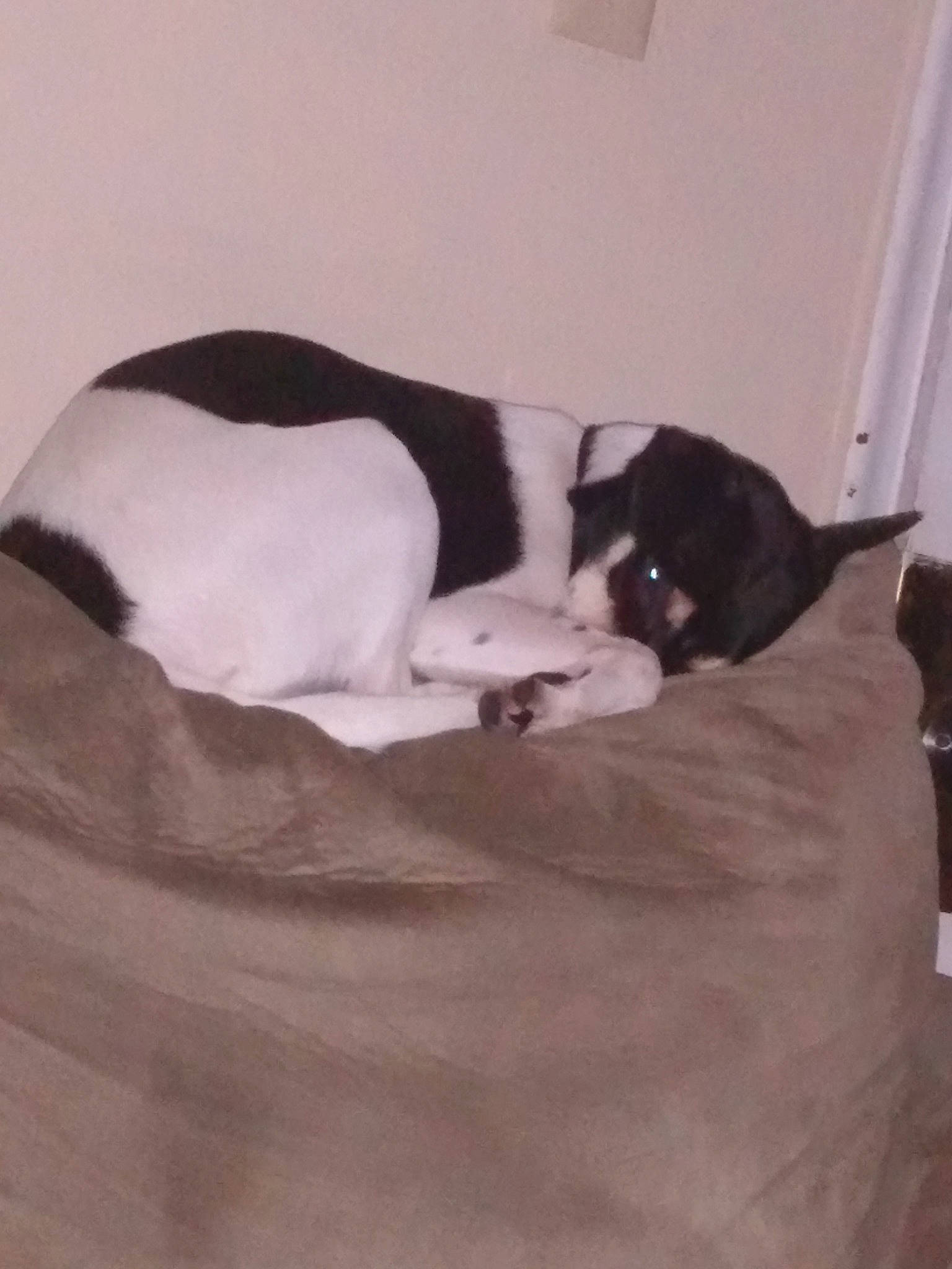 Daisy Duke is registered to the contest to win money with this photo: canidae, carnivore, cat, cat_bed, cat_supply, comfort, companion_dog, dog_breed, domestic_short_haired_cat, felidae, flooring, fur, hardwood, room, small_to_medium_sized_cats, sporting_group, tail, terrestrial_animal, whiskers, wood