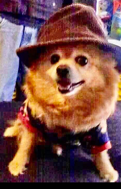 Fluffy joined the competition — help win amazing prizes! art, canidae, carnivore, companion_dog, dog, dog_breed, dog_supply, electric_blue, event, fashion_accessory, fictional_character, fur, hat, headgear, pet_supply, smile, snapshot, sporting_group, toy, toy_dog