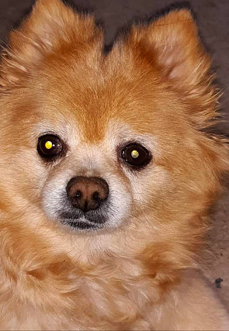 Fluffy is registered to the contest to win money with this photo: canidae, carnivore, close_up, companion_dog, corgi_chihuahua, dog, dog_breed, fawn, fur, german_spitz, german_spitz_klein, liver, non_sporting_group, puppy, snout, sporting_group, terrestrial_animal, toy_dog, whiskers, working_animal
