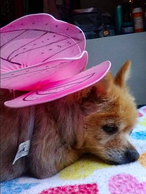 Fluffy is registered to the contest to win money with this photo: cap, carnivore, companion_dog, dog, dog_breed, dog_supply, fashion_accessory, fawn, fedora, fur, hat, liver, magenta, pink, snout, sporting_group, sun_hat, toy_dog, whiskers, working_animal