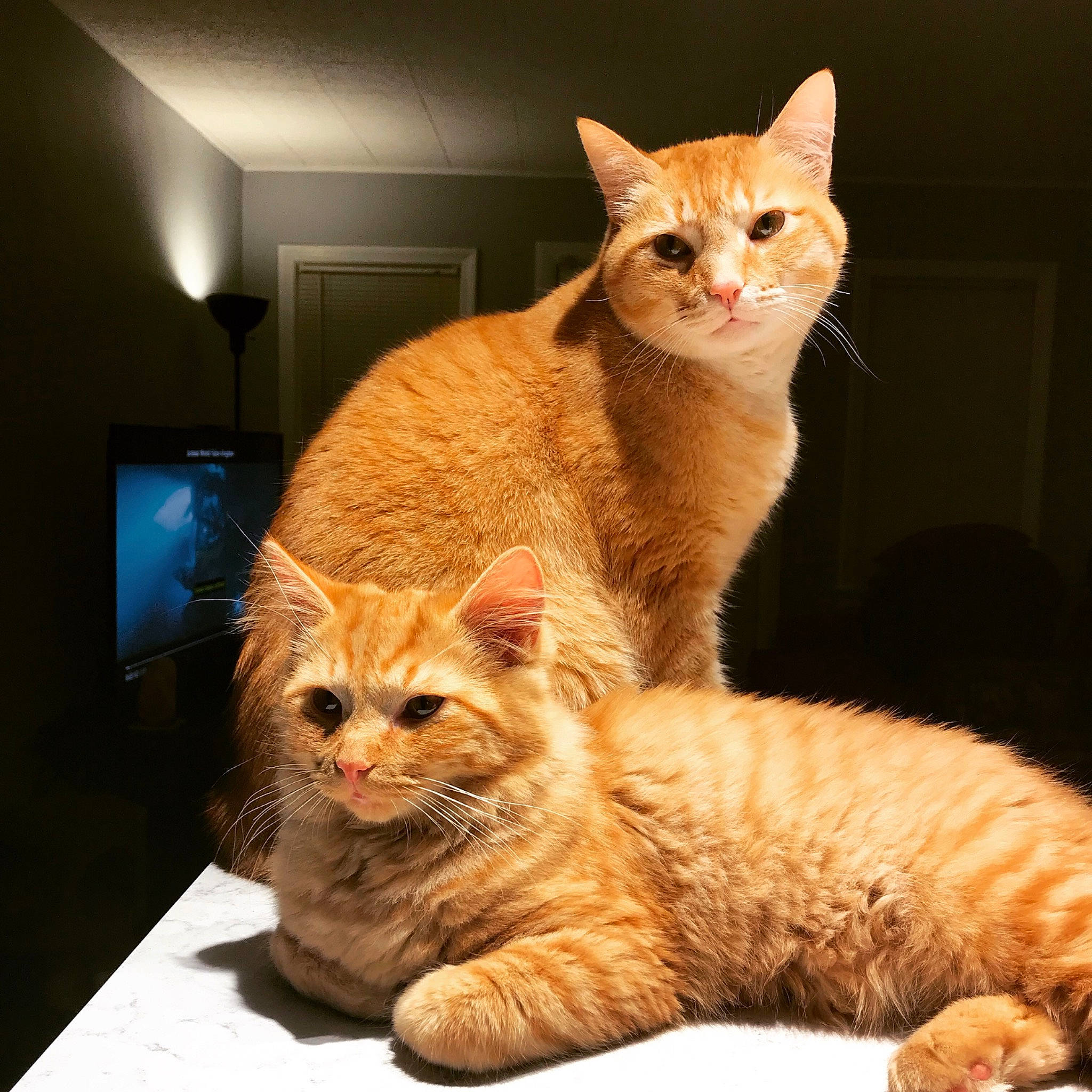 Leonidas And Skipper joined the competition — help win amazing prizes! arabian_mau, asian, australian_mist, carnivore, cat, domestic_short_haired_cat, european_shorthair, fawn, felidae, fur, german_rex, kitten, laperm, mammal, munchkin, rex_cat, small_to_medium_sized_cats, tabby_cat, vertebrate, whiskers