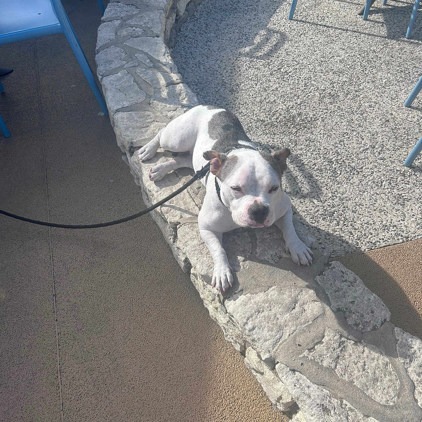 Luna participe au concours pour gagner de l'argent avec cette photo : animal, blue_chair, calm, canine, daytime, dog, leash, leisure, outdoor, park, pavement, pet, quiet, relaxed, resting, shadow, sidewalk, stone_wall, summer, sunlight