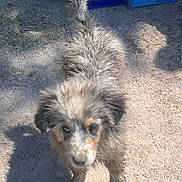 Patoune a rejoint le concours — aidez-le/la à gagner de superbes lots ! puppy, dog, muddy, outdoor, dirt, young_dog, looking_up, tail_up, sunlight, shadow, blue_bins, curious, furry, cute, animal, pet, ground, playful, messy, canine