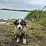 Patoune a rejoint le concours — aidez-le/la à gagner de superbes lots ! puppy, dog, grass, lake, water, outdoor, leash, nature, cloudy_sky, rocks, wet_fur, cute, animal, pet, young_dog, sitting, brown, white, black, adorable
