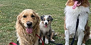 Patoune participe au concours pour gagner de l'argent avec cette photo : dog, golden_retriever, australian_shepherd, park, grass, leash, trees, outdoor, happy, tongue_out, pet, animal, nature, suburban, smiling, canine, daytime, playful, sitting, friendly