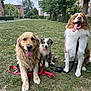 dog, golden_retriever, australian_shepherd, park, grass, leash, trees, outdoor, happy, tongue_out, pet, animal, nature, suburban, smiling, canine, daytime, playful, sitting, friendly