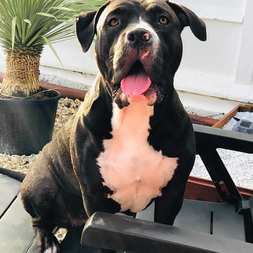 Laïka participe au concours pour gagner de l'argent avec cette photo : animal, boxer, bulldog, canine, dog, face, head, indoors, interiordesign, jar, person, pet, photography, pitbull, plant, planter, portrait, pottedplant, pottery, vase