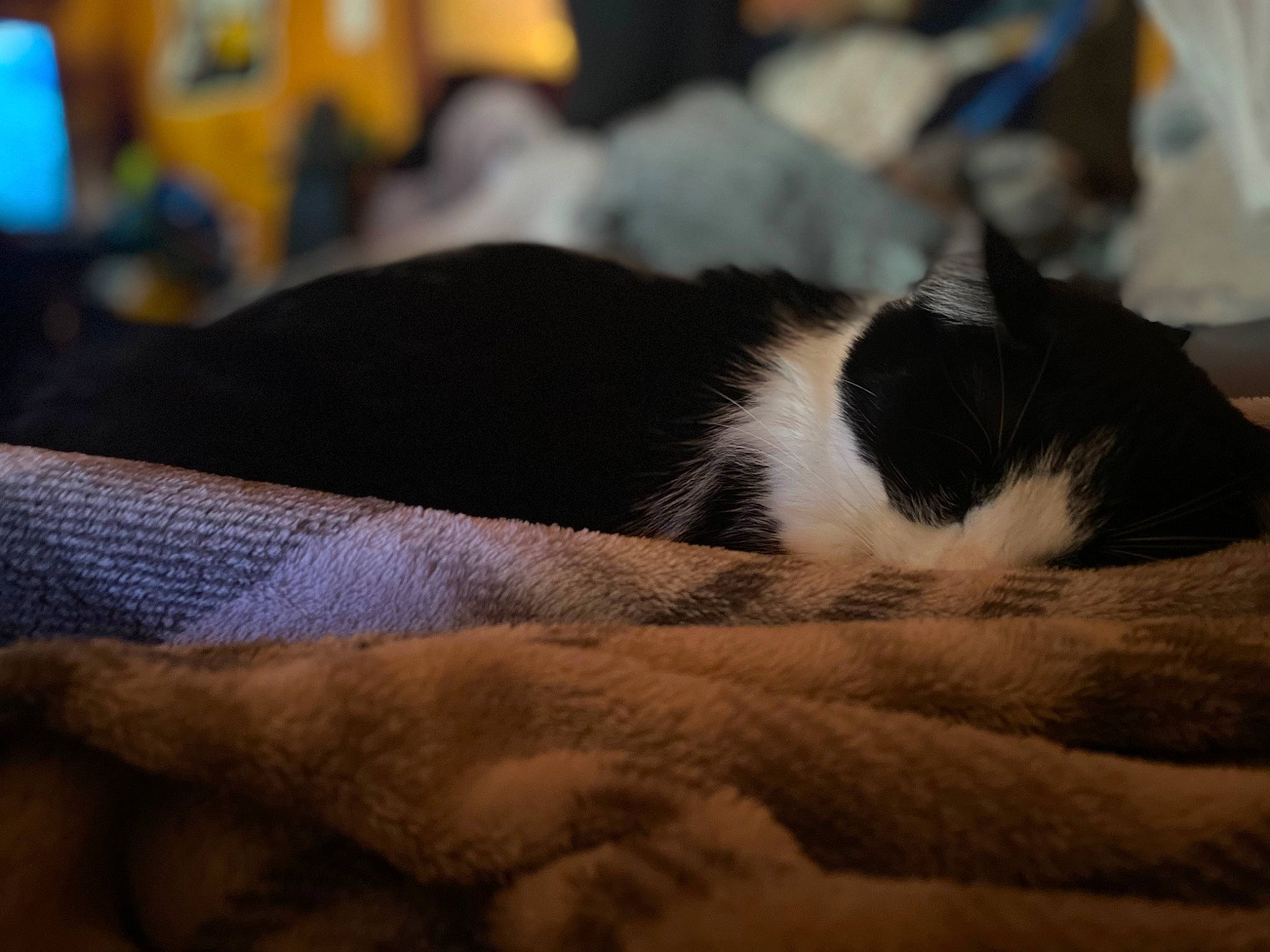 Dog joined the competition — help win amazing prizes! canidae, carnivore, cat, cloud, comfort, domestic_short_haired_cat, felidae, fur, linens, nap, paw, sky, sleep, small_to_medium_sized_cats, tail, textile, whiskers, wood